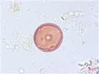 海岸烏蘞莓藏品圖，第1張