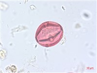 海岸烏蘞莓藏品圖，第2張