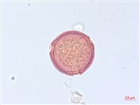 海岸烏蘞莓藏品圖，第3張