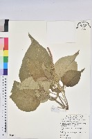 紅頭鐵莧、蘭嶼鐵莧藏品圖，第1張