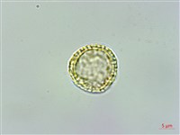 蘭嶼土防己藏品圖，第2張