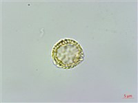 蘭嶼土防己藏品圖，第3張