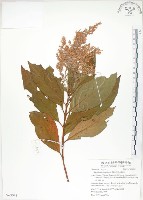 呂宋水錦樹藏品圖，第1張