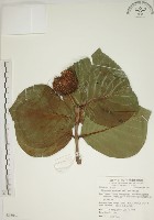 欖仁舅藏品圖，第1張