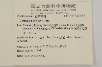 欖仁藏品圖，第5張