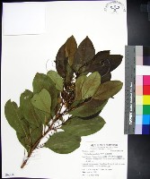 紅頭李欖藏品圖，第1張