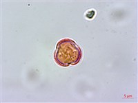 紅頭李欖藏品圖，第2張