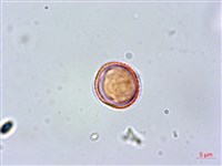 紅頭李欖藏品圖，第3張