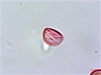 紅頭李欖藏品圖，第4張