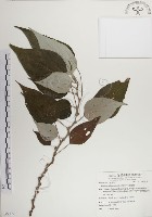 落尾麻藏品圖，第1張