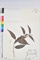 披針葉饅頭果藏品圖，第1張