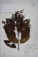 厚殼樹藏品圖，第1張