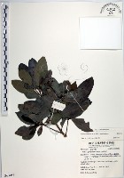 樹杞藏品圖，第1張