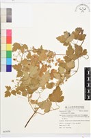 串鼻龍藏品圖，第1張