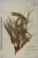 木麻黃藏品圖，第1張