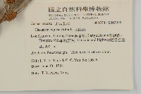 木麻黃藏品圖，第2張