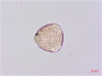 田菁藏品圖，第1張