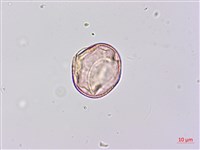 田菁藏品圖，第2張