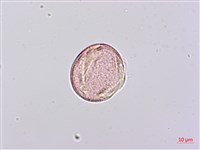 田菁藏品圖，第3張