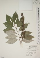 四脈麻藏品圖，第1張