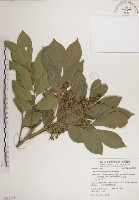 蘭嶼樹蘭藏品圖，第1張