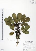 假三腳虌藏品圖，第1張