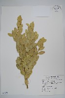 琉球黃楊藏品圖，第1張