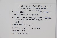 琉球黃楊藏品圖，第2張