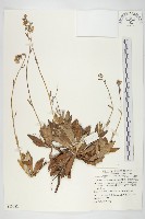 細葉假黃鵪菜藏品圖，第1張