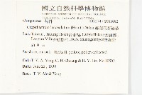 細葉假黃鵪菜藏品圖，第5張