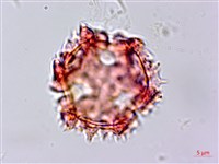 細葉假黃鵪菜藏品圖，第2張