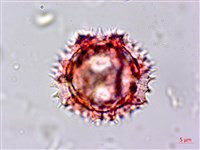 細葉假黃鵪菜藏品圖，第3張