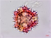 細葉假黃鵪菜藏品圖，第4張