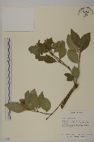 刺果衛矛藏品圖，第1張