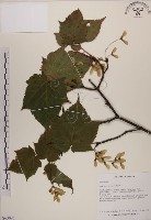 臺灣紅榨槭藏品圖，第1張