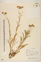 玉山飛蓬藏品圖，第1張