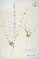 玉山筷子芥藏品圖，第1張