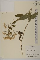 山白蘭藏品圖，第1張