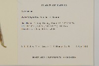 山白蘭藏品圖，第2張