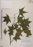 青楓藏品圖，第1張