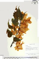 尖葉槭藏品圖，第1張