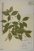 大丁黃藏品圖，第1張