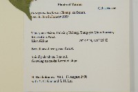 大丁黃藏品圖，第2張