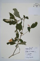 臺灣馬藍藏品圖，第1張