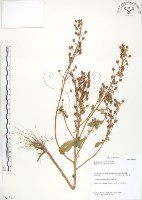 茅毛珍珠菜藏品圖，第1張