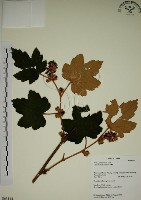 臺灣懸鉤子藏品圖，第1張