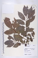 山紅柿藏品圖，第3張