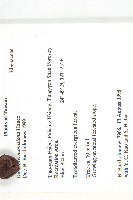 山紅柿藏品圖，第4張