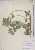 海埔姜藏品圖，第1張