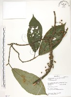 水冬瓜藏品圖，第1張